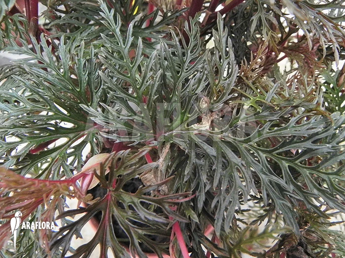 Begonia Bipinnatifida 'Starter Plant' 3 Begonia Bipinnatifida 'Starter Plant' - Image 3