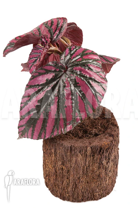 Begonia Brevirimosa Subsp. Exotica 'Syn. Begonia Edinburgh' “S” 1 Begonia Brevirimosa Subsp. Exotica 'Syn. Begonia Edinburgh' “S”