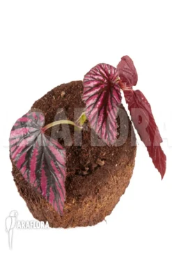 Begonia Brevirimosa Subsp. Exotica 'Syn. Begonia Edinburgh' “Starter” -Green Haven Sales Store Begonia brevirimosa subsp exotica Starter 4