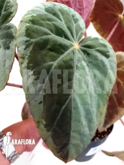 Begonia Burkillii -Green Haven Sales Store Begonia burkillii 3