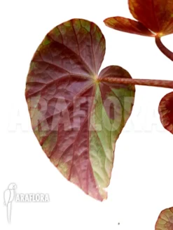 Begonia Burkillii -Green Haven Sales Store Begonia burkillii 4