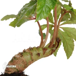 Begonia Carolineifolia