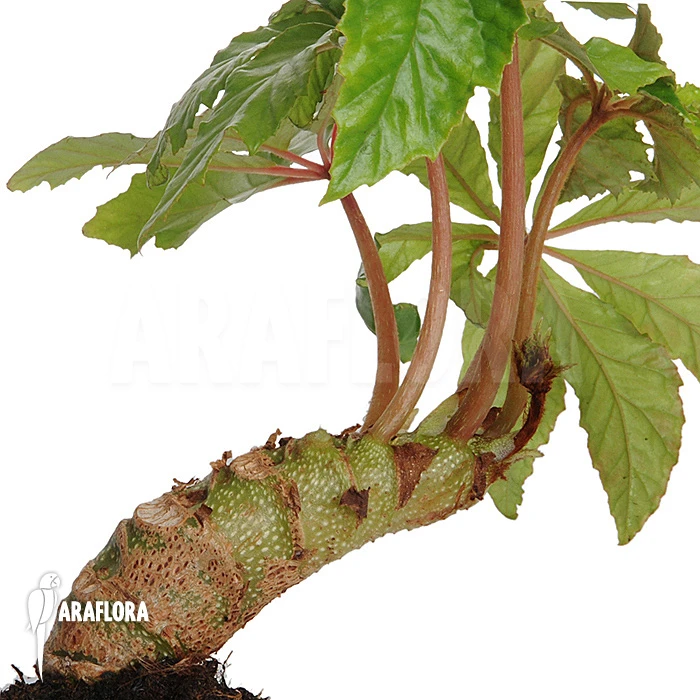 Begonia Carolineifolia 1 Begonia Carolineifolia