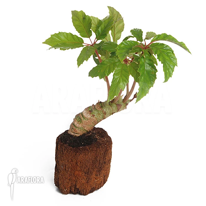 Begonia Carolineifolia 2 Begonia Carolineifolia - Image 2