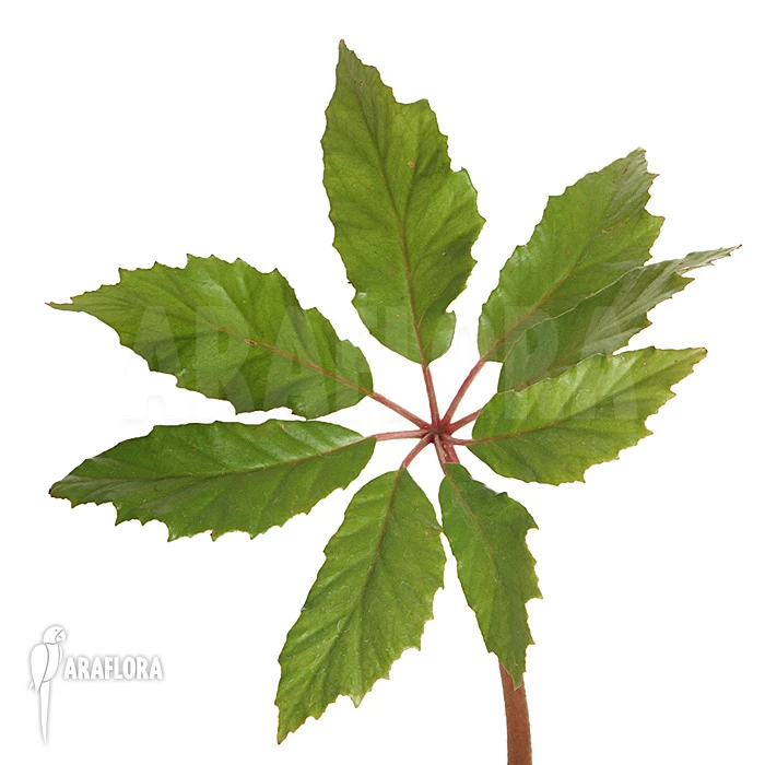 Begonia Carolineifolia 5 Begonia Carolineifolia - Image 5