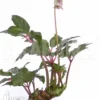 Begonia Carolineifolia 'Starter Plug'