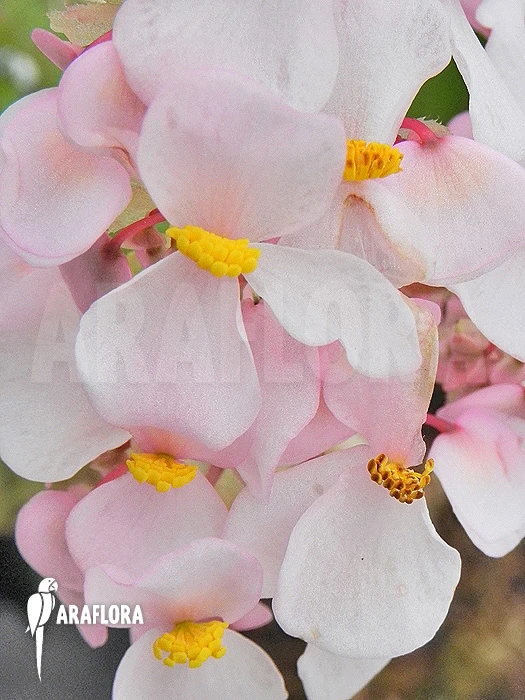 Begonia Carolineifolia 3 Begonia Carolineifolia - Image 3