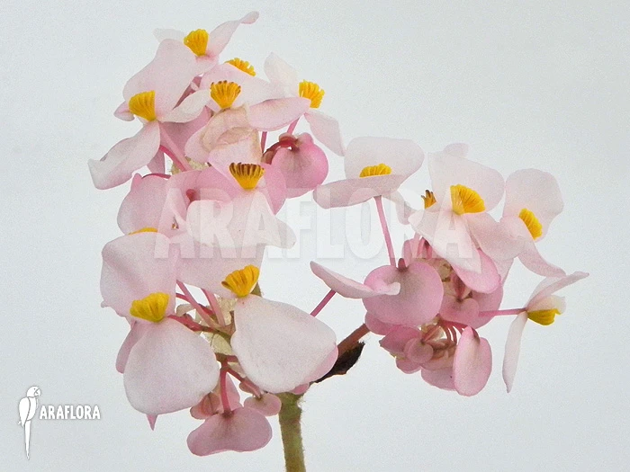 Begonia Carolineifolia 4 Begonia Carolineifolia - Image 4