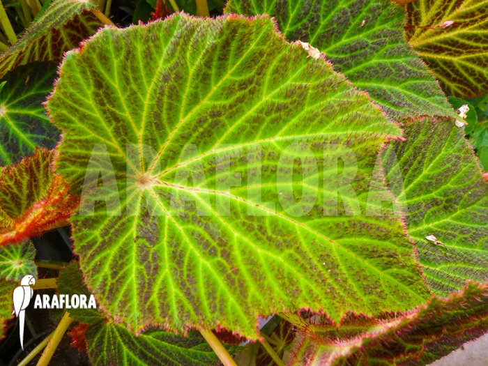 Begonia Chloroneura 1 Begonia Chloroneura