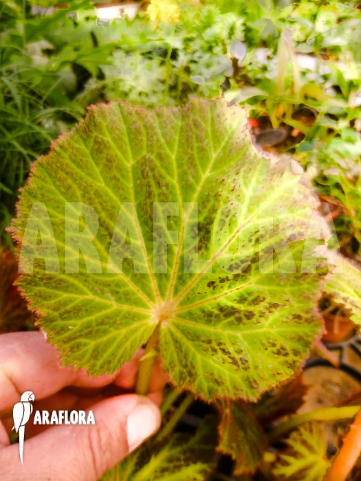 Begonia Chloroneura 3 Begonia Chloroneura - Image 3
