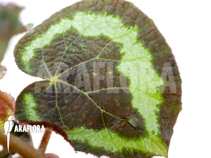 Begonia Circularis 1 Begonia Circularis