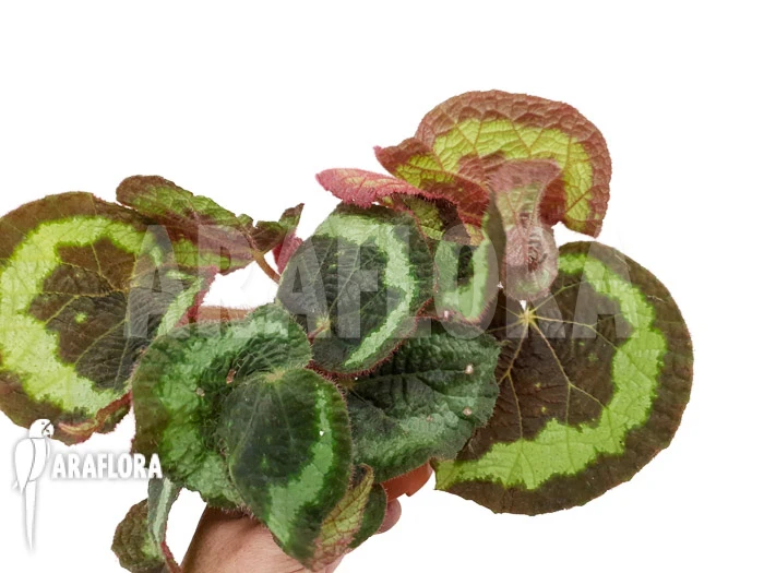 Begonia Circularis 2 Begonia Circularis - Image 2