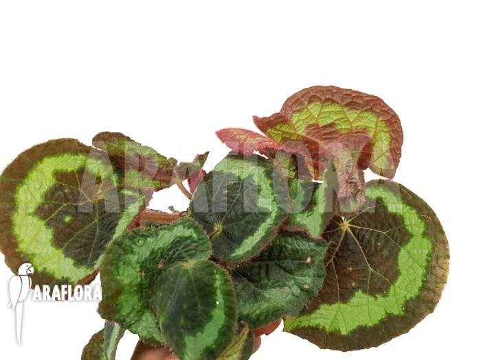 Begonia Circularis 3 Begonia Circularis - Image 3