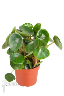 Begonia Conchifolia Var. Rubrimacula 'L' -Green Haven Sales Store Begonia conchifolia var rubrimacula L 1