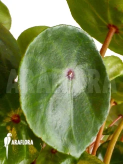 Begonia Conchifolia Var. Rubrimacula 'L' -Green Haven Sales Store Begonia conchifolia var rubrimacula L 3