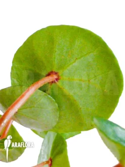 Begonia Conchifolia Var. Rubrimacula 'L' -Green Haven Sales Store Begonia conchifolia var rubrimacula L 4