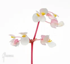 Begonia Conchifolia Var. Rubrimacula -Green Haven Sales Store Begonia conchifolia var rubrimacula adult flower 5