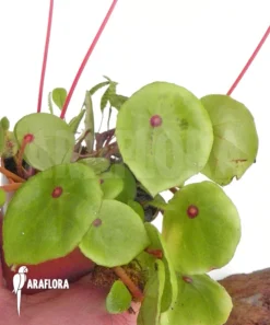 Begonia Conchifolia Var. Rubrimacula -Green Haven Sales Store Begonia conchifolia var rubrimacula adult plant 4
