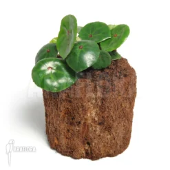 Begonia Conchifolia Var. Rubrimacula -Green Haven Sales Store Begonia conchifolia var rubrimacula 2