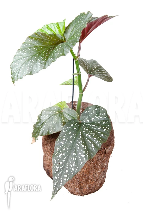 Begonia Corallina De Lucerna 2 Begonia Corallina De Lucerna - Image 2