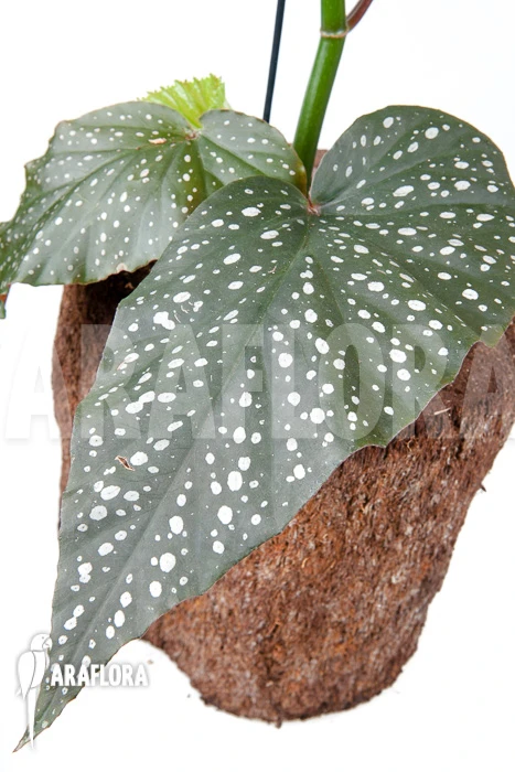 Begonia Corallina De Lucerna 3 Begonia Corallina De Lucerna - Image 3