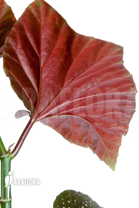 Begonia Corallina De Lucerna 4 Begonia Corallina De Lucerna - Image 4