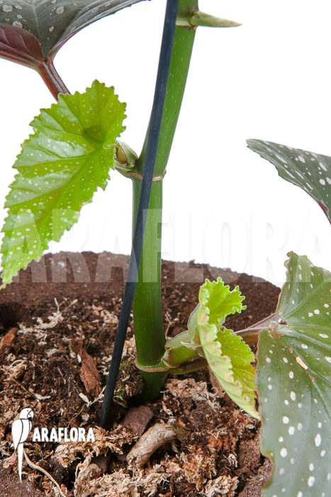 Begonia Corallina De Lucerna 5 Begonia Corallina De Lucerna - Image 5