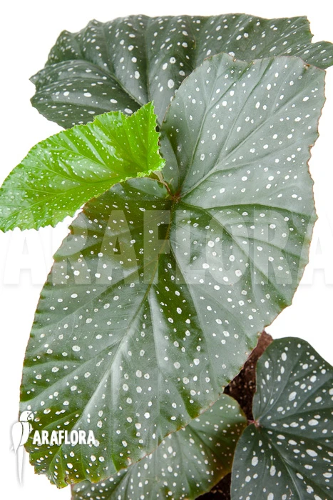 Begonia Corallina De Lucerna 6 Begonia Corallina De Lucerna - Image 6