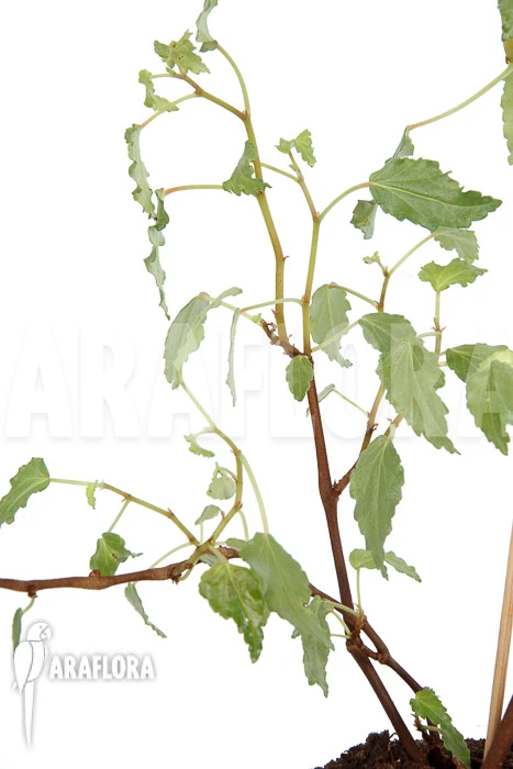 Begonia Cubensis 3 Begonia Cubensis - Image 3