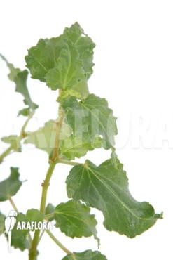 Begonia Cubensis 8 Begonia Cubensis -Green Haven Sales Store Begonia cubensis 4