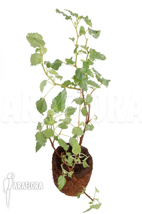 Begonia Cubensis 5 Begonia Cubensis - Image 5