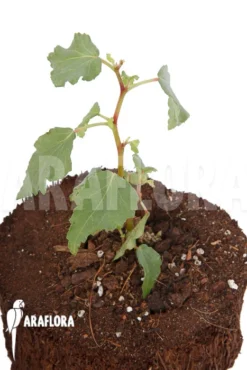 Begonia Cubensis 'Starter'