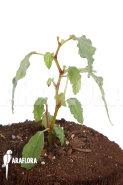 Begonia Cubensis 'Starter' -Green Haven Sales Store Begonia cubensis starter 3