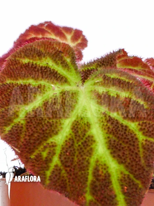 Begonia Decora 2 Begonia Decora - Image 2