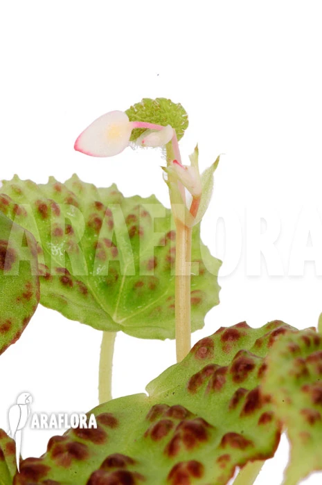 Begonia Dracopelta 1 Begonia Dracopelta