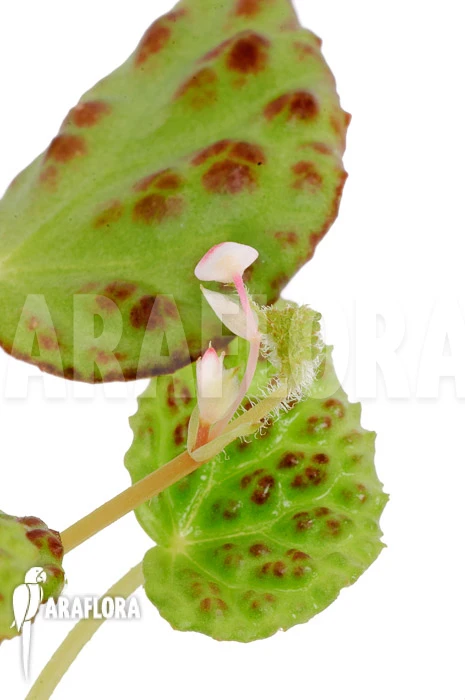 Begonia Dracopelta 2 Begonia Dracopelta - Image 2