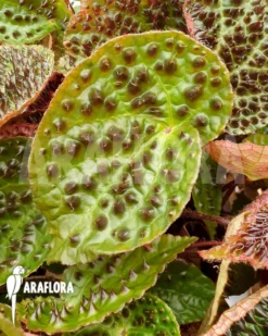 Begonia Ferox 'XL' -Green Haven Sales Store Begonia ferox XL 4