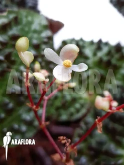 Begonia Ferox 'XL' -Green Haven Sales Store Begonia ferox XL 8