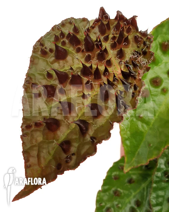 Begonia Ferox 'starter' 1 Begonia Ferox 'starter'
