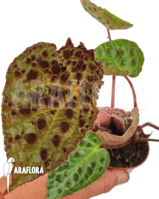 Begonia Ferox 'starter' 6 Begonia Ferox 'starter' - Image 6