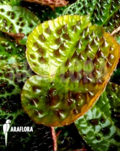 Begonia Ferox 'starter' 10 Begonia Ferox 'starter' -Green Haven Sales Store Begonia ferox starter 3