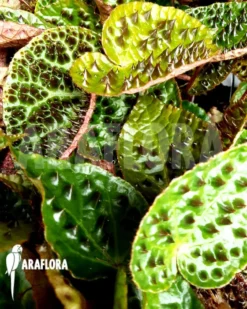 Begonia Ferox 'starter' 9 Begonia Ferox 'starter' -Green Haven Sales Store Begonia ferox starter 4