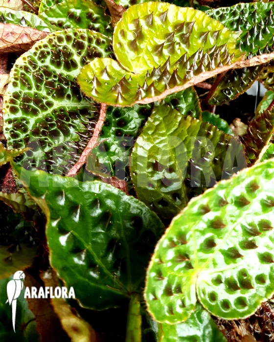 Begonia Ferox 'starter' 4 Begonia Ferox 'starter' - Image 4