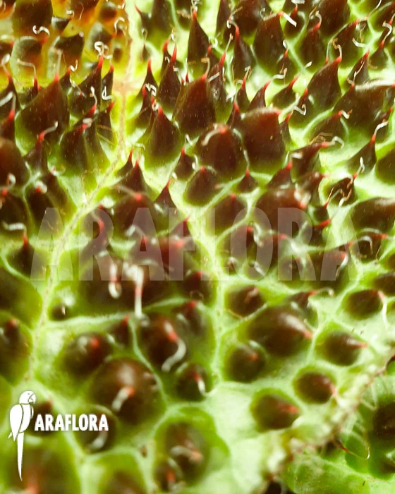 Begonia Ferox 'starter' 2 Begonia Ferox 'starter' - Image 2