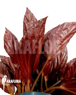 Begonia Hatacoa Var Rubrifolia -Green Haven Sales Store Begonia hatacoa var rubrifolia 3