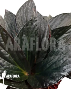 Begonia Hatacoa Var Rubrifolia -Green Haven Sales Store Begonia hatacoa var rubrifolia 4