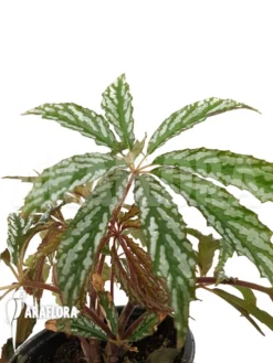 Begonia Hemsleyana Type A1