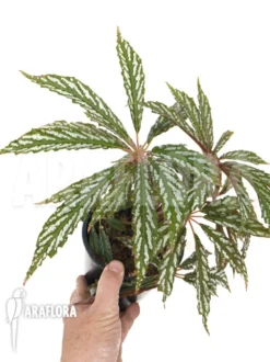 Begonia Hemsleyana Type A1 -Green Haven Sales Store Begonia hemsleyana variegata typeA1 3