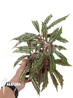 Begonia Hemsleyana Type A1 -Green Haven Sales Store Begonia hemsleyana variegata typeA1 4