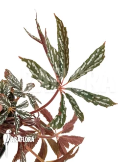 Begonia Hemsleyana Type B1